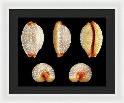 Staphylaea Staphylaea / Art Photo - Framed Print