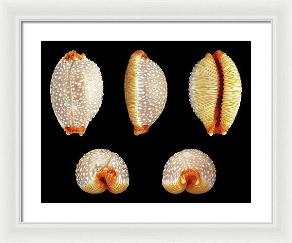 Staphylaea Staphylaea / Art Photo - Framed Print