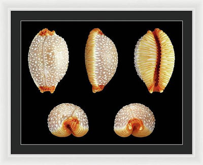 Staphylaea Staphylaea / Art Photo - Framed Print