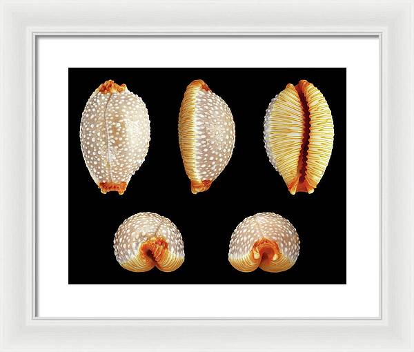 Staphylaea Staphylaea / Art Photo - Framed Print