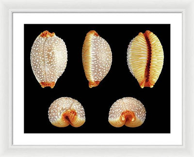 Staphylaea Staphylaea / Art Photo - Framed Print