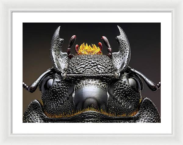 Studio stack of the Head of a  Dorcus parallelipipedus / Art Photo - Framed Print