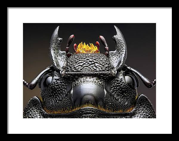 Studio stack of the Head of a  Dorcus parallelipipedus / Art Photo - Framed Print