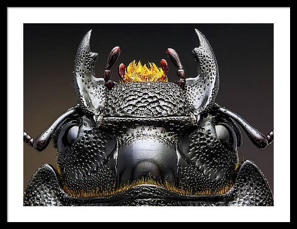 Studio stack of the Head of a  Dorcus parallelipipedus / Art Photo - Framed Print