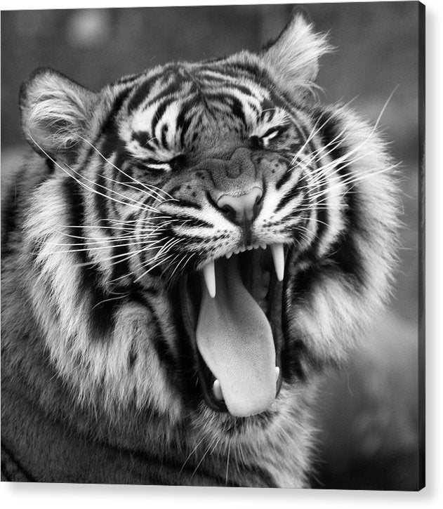 Sumatran Tiger, Black and White / Art Photo - Acrylic Print