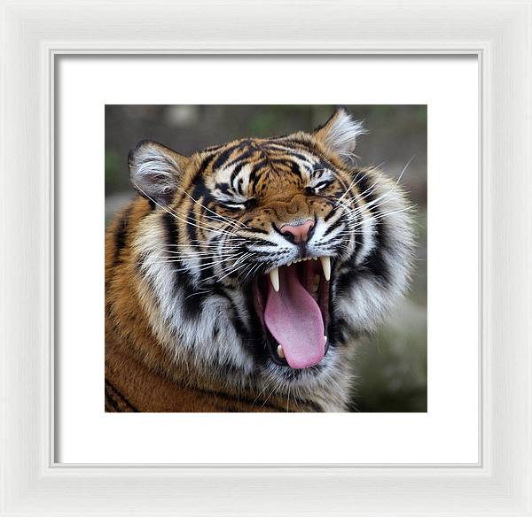 Sumatran Tiger / Art Photo - Framed Print