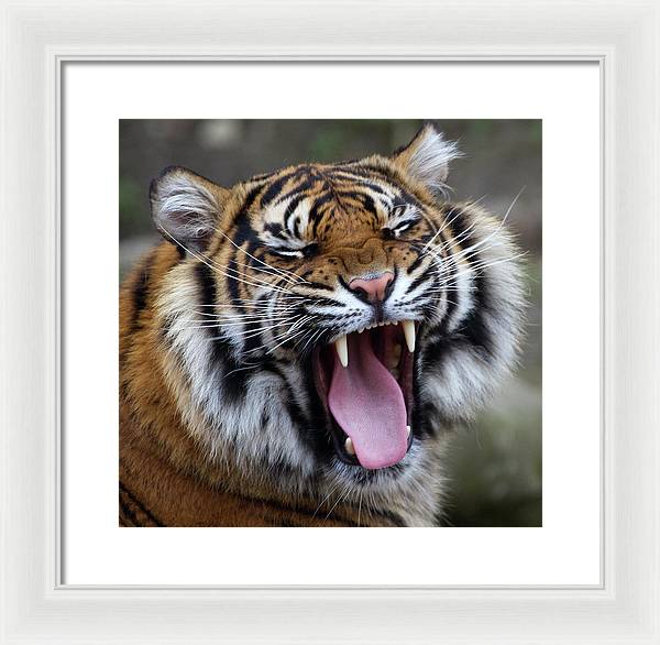 Sumatran Tiger / Art Photo - Framed Print