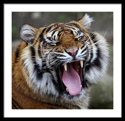 Sumatran Tiger / Art Photo - Framed Print