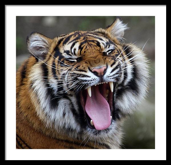 Sumatran Tiger / Art Photo - Framed Print