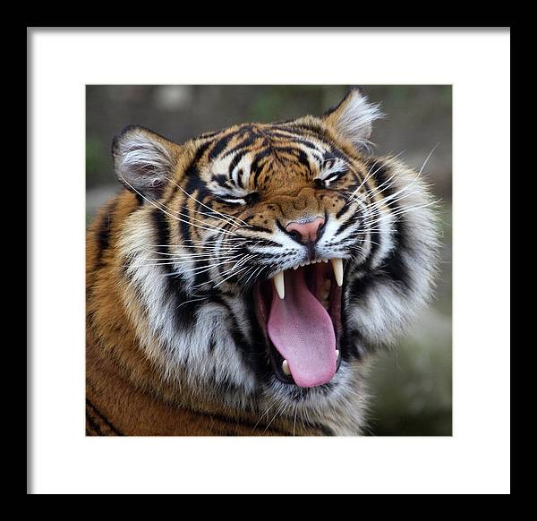 Sumatran Tiger / Art Photo - Framed Print