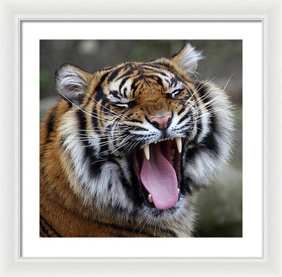 Sumatran Tiger / Art Photo - Framed Print