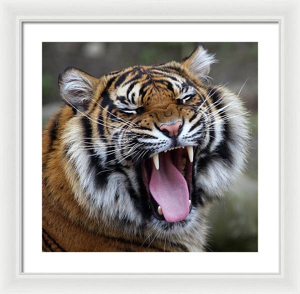 Sumatran Tiger / Art Photo - Framed Print