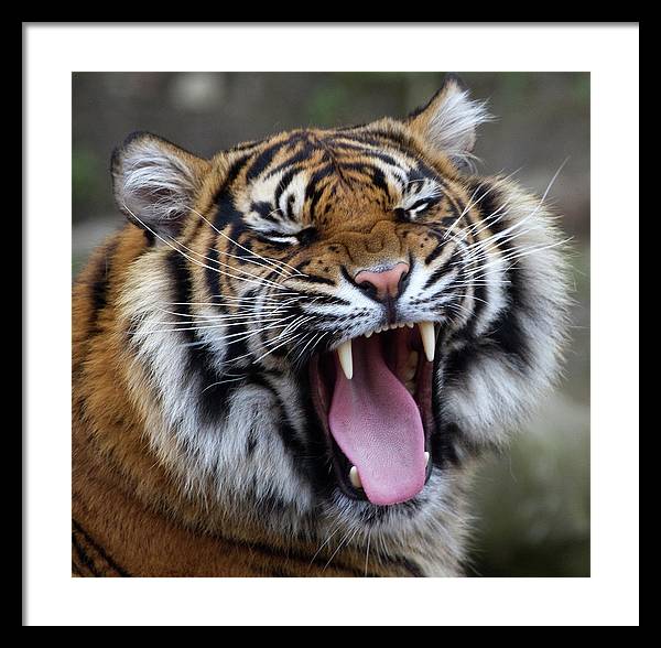 Sumatran Tiger / Art Photo - Framed Print