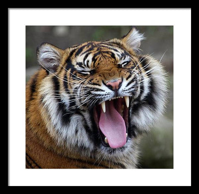 Sumatran Tiger / Art Photo - Framed Print