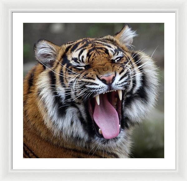 Sumatran Tiger / Art Photo - Framed Print