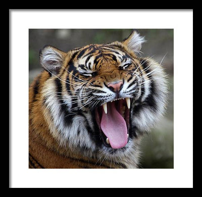 Sumatran Tiger / Art Photo - Framed Print