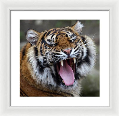 Sumatran Tiger / Art Photo - Framed Print