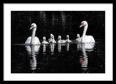 Swans and Cygnets / Art Photo - Framed Print