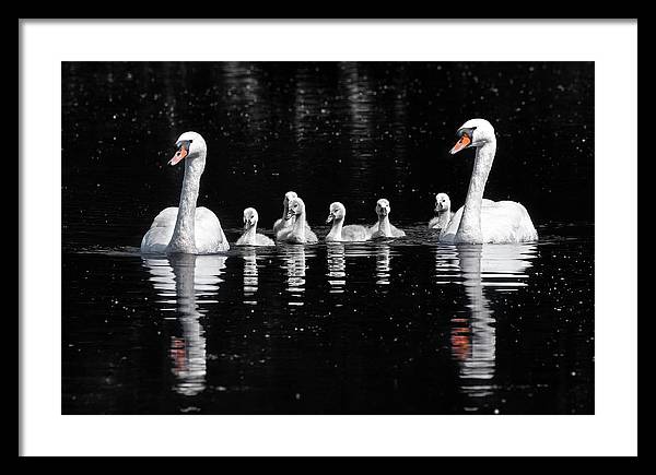 Swans and Cygnets / Art Photo - Framed Print