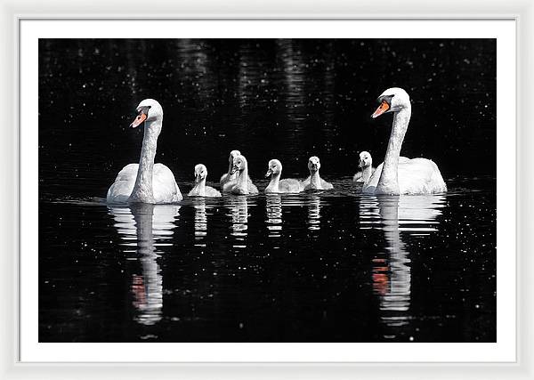 Swans and Cygnets / Art Photo - Framed Print