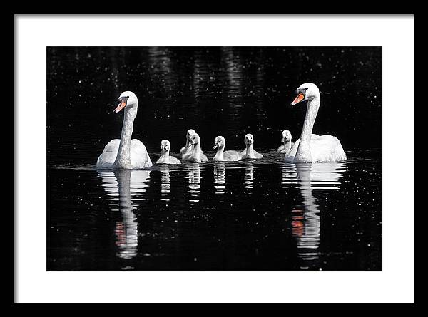 Swans and Cygnets / Art Photo - Framed Print