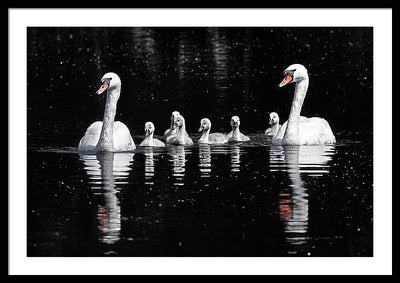 Swans and Cygnets / Art Photo - Framed Print