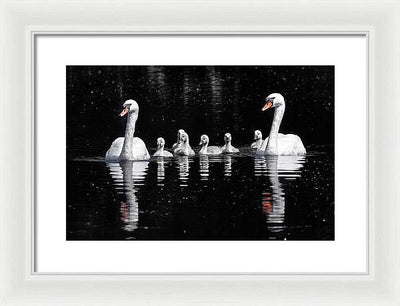 Swans and Cygnets / Art Photo - Framed Print