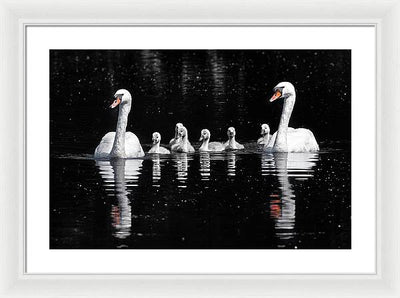 Swans and Cygnets / Art Photo - Framed Print