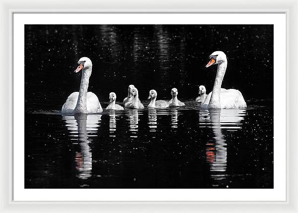 Swans and Cygnets / Art Photo - Framed Print