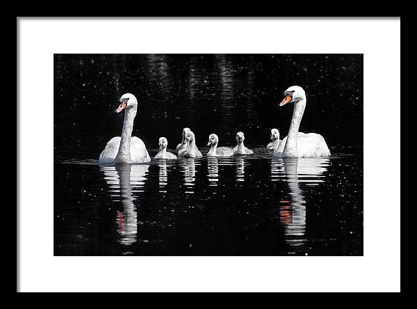 Swans and Cygnets / Art Photo - Framed Print