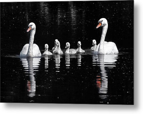 Swans and Cygnets / Art Photo - Metal Print