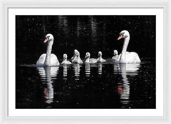 Swans and Cygnets / Art Photo - Framed Print