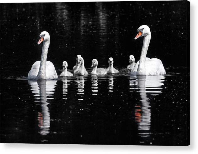 Swans and Cygnets / Art Photo - Acrylic Print