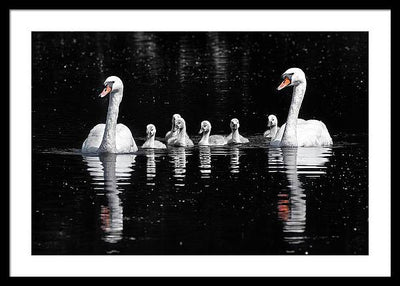 Swans and Cygnets / Art Photo - Framed Print