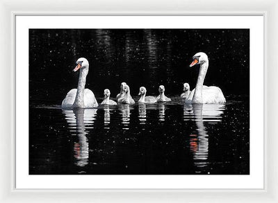 Swans and Cygnets / Art Photo - Framed Print