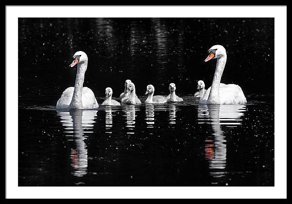 Swans and Cygnets / Art Photo - Framed Print