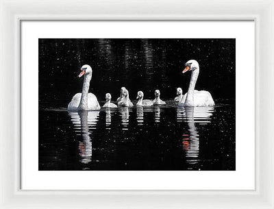 Swans and Cygnets / Art Photo - Framed Print