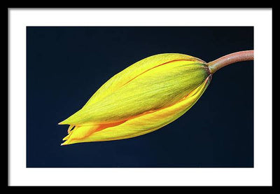 Swelling Flower Bud of a Woodland Tulip / Art Photo - Framed Print