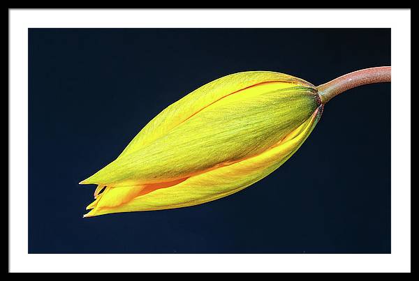 Swelling Flower Bud of a Woodland Tulip / Art Photo - Framed Print