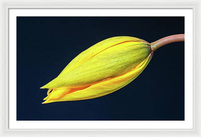 Swelling Flower Bud of a Woodland Tulip / Art Photo - Framed Print