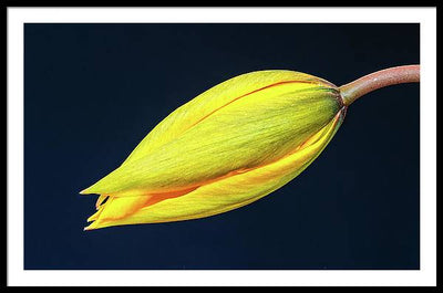 Swelling Flower Bud of a Woodland Tulip / Art Photo - Framed Print