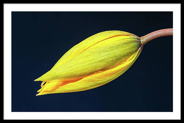 Swelling Flower Bud of a Woodland Tulip / Art Photo - Framed Print