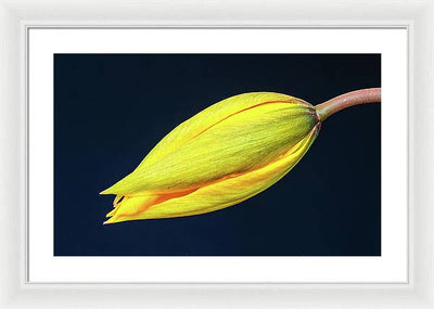 Swelling Flower Bud of a Woodland Tulip / Art Photo - Framed Print