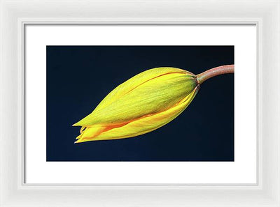 Swelling Flower Bud of a Woodland Tulip / Art Photo - Framed Print