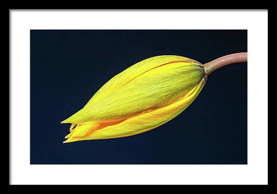 Swelling Flower Bud of a Woodland Tulip / Art Photo - Framed Print