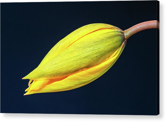 Swelling Flower Bud of a Woodland Tulip / Art Photo - Acrylic Print