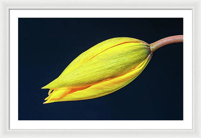 Swelling Flower Bud of a Woodland Tulip / Art Photo - Framed Print