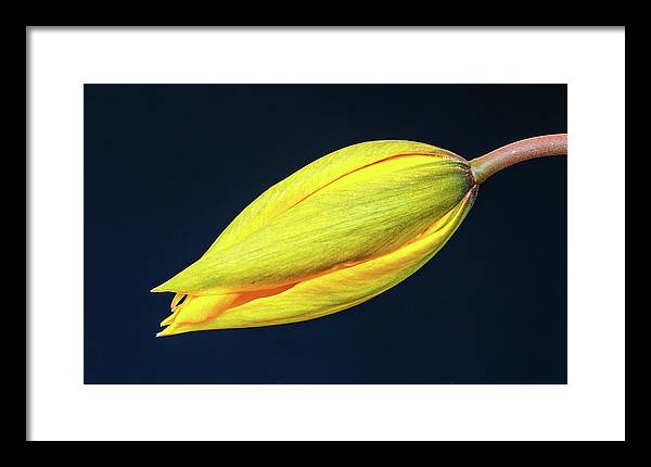 Swelling Flower Bud of a Woodland Tulip / Art Photo - Framed Print