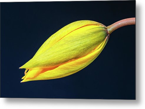 Swelling Flower Bud of a Woodland Tulip / Art Photo - Metal Print