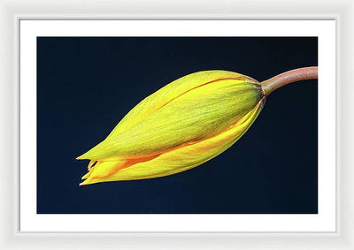 Swelling Flower Bud of a Woodland Tulip / Art Photo - Framed Print